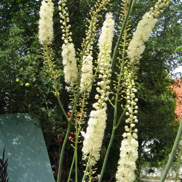 Slvlys, <br>Grnt lv<br><i>Cimicifuga racemosa/<br>Actaea r. </i>