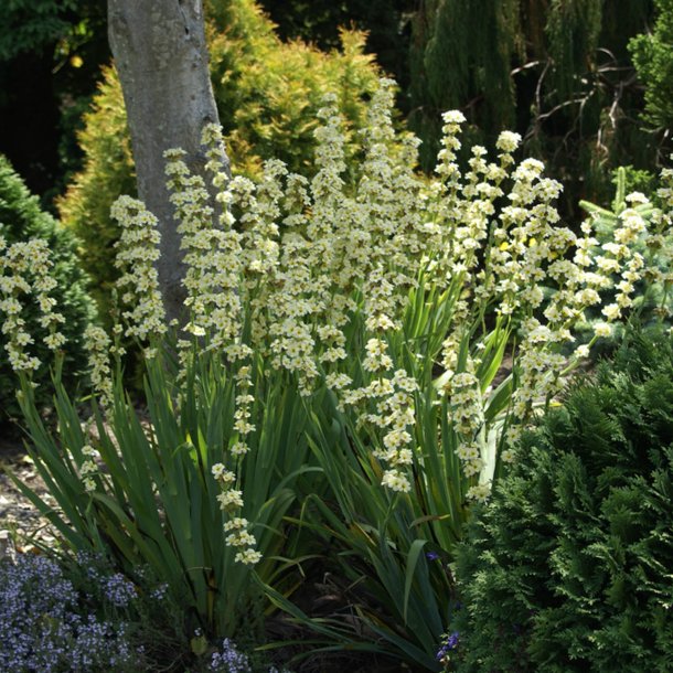 Blje, <br>Stribet <br><i>Sisyrinchium striatum</i>