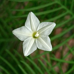 Snerle, Fjer- <br>'Feather White' <br><i>Ipomoea quamoclit</i>