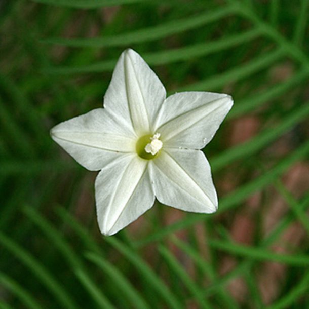 Snerle, Fjer- <br>'Feather White' <br><i>Ipomoea quamoclit</i>