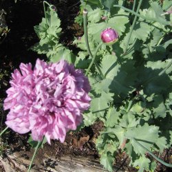 Valmue, Opiums- <br>'Purple Paeony' <br><i>Papaver somniferum</i>