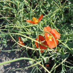 Hornskulpe, Strand-, orange <br><i>Glaucium flavum fa fulvum </i>