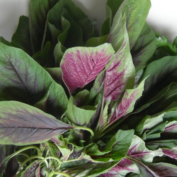 Amarant, Kinesisk <br>Callaloo, Kinesisk spinat <br><i>Amaranthus tricolor</i>