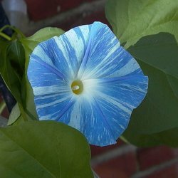 Pragtsnerle <br>'Flying Saucers'<br><i>Ipomoea tricolor </i>