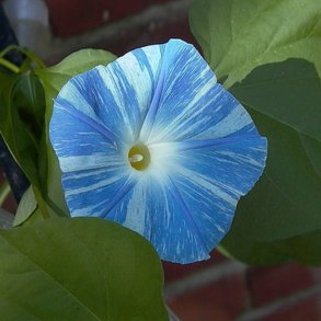 Pragtsnerle <br>'Flying Saucers'<br><i>Ipomoea tricolor </i>