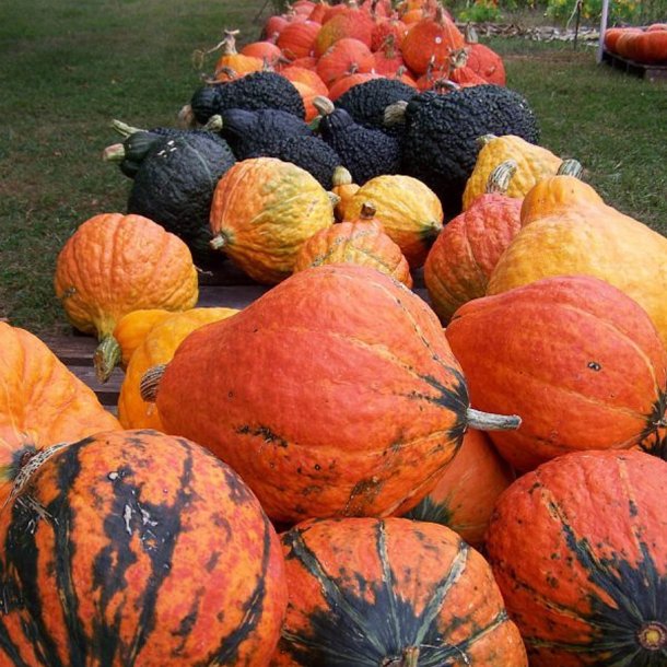 Grskar <br>'Lakota'<br><i>Cucurbita maxima</i>