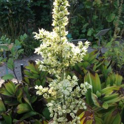 Foldblad <br>'Alba' <br><i>Veratrum album </i>