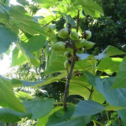 Kejsertr <br><i>Paulownia <br>tomentosa</i>