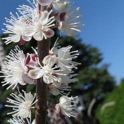 Slvlys <br>'Atropurpurea' <br><i>Cimicifuga ramosa/<br>Actaea r. </i>