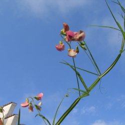 Fladblg, <br>Skov- <br><i>Lathyrus sylvestris </i>
