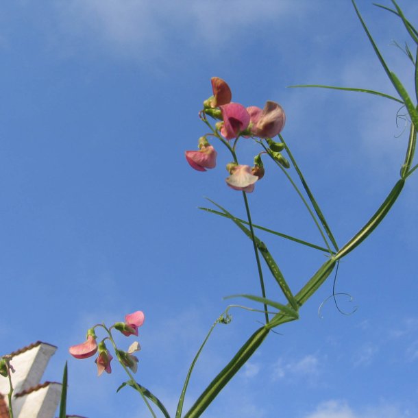 Fladblg, <br>Skov- <br><i>Lathyrus sylvestris </i>