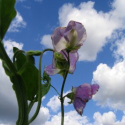 Lathyrus, rteblomst 'Mammoth Mix' <br><i>Lathyrus odoratus</i>