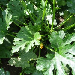 Courgette, squash, zucchini<br>'Black Beauty'<br><i>Cucurbita pepo</i>