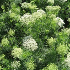 Tandstikkerurt <br>'Alba' <br><i>Ammi visnaga</i>