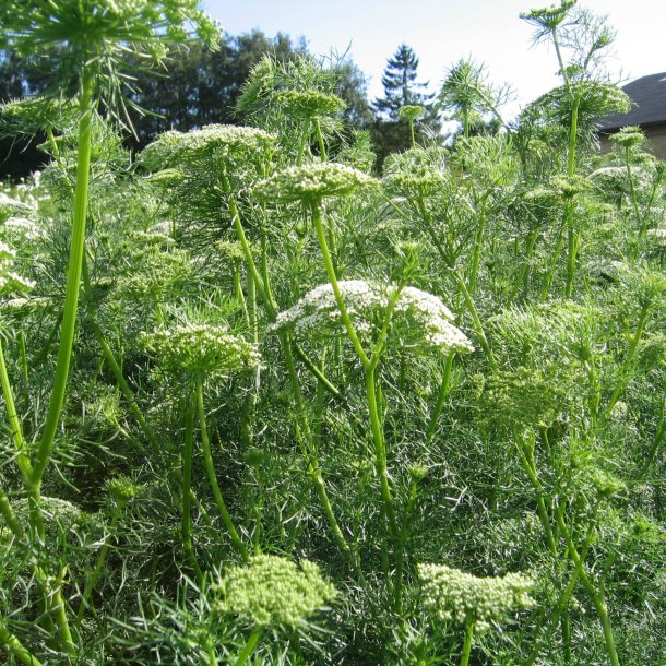 Tandstikkerurt <br>'Alba' <br><i>Ammi visnaga</i>