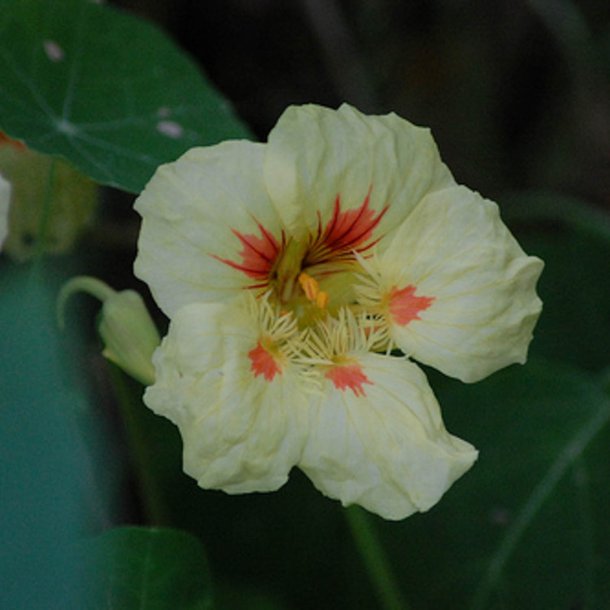 Tallerkensmkker <br>'Peach Melba'<br><i>Tropaeolum majus</i>