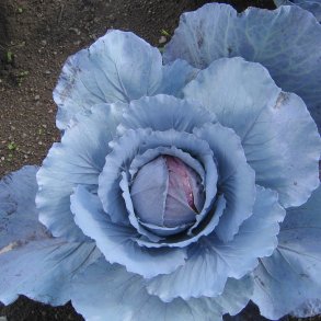 Rdkl <br>'Langedijker' <br><i>Brassica oleracea var. capitata rubra</i>