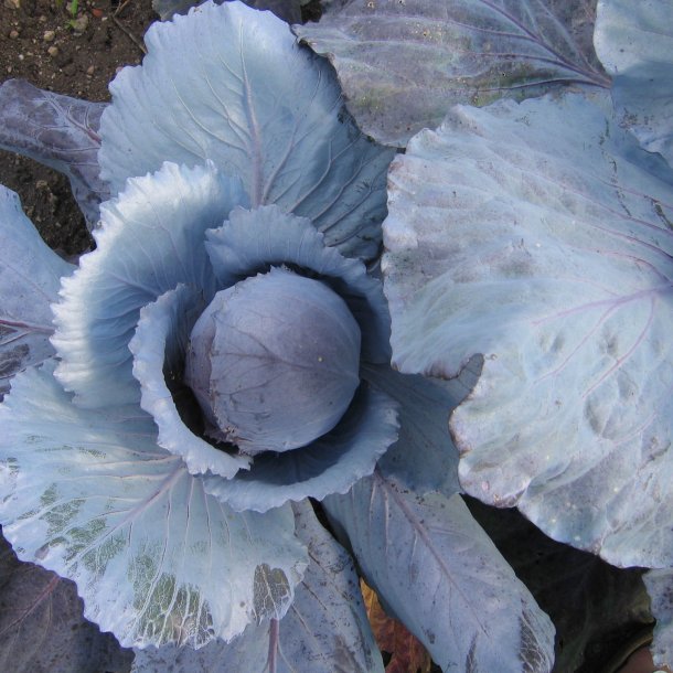 Rdkl <br>'Langedijker' <br><i>Brassica oleracea var. capitata rubra</i>