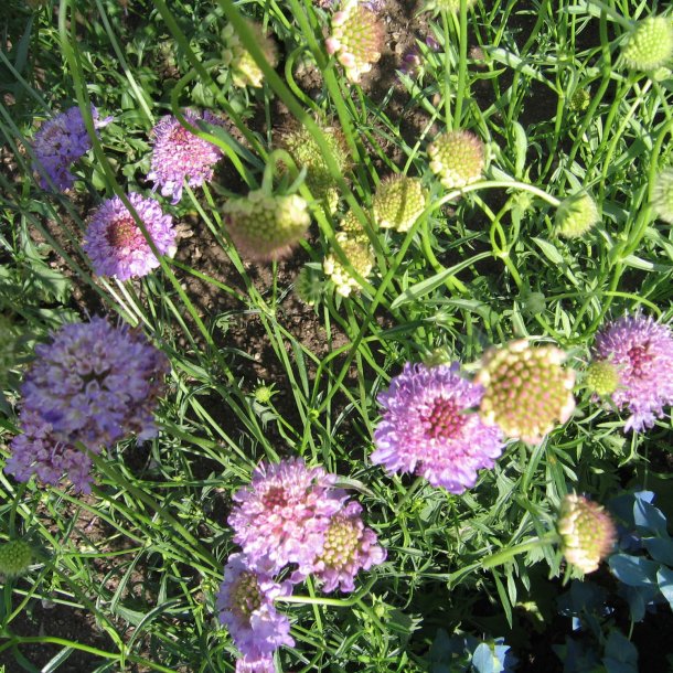 Enkeblomst <br>'Blue Cockade' <br><i>Scabiosa atropurpurea</i>