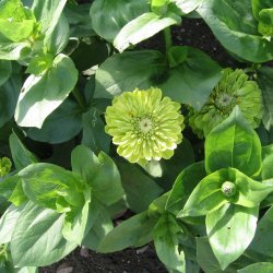 Frkenhat <br>'Envy' <br><i>Zinnia elegans </i>