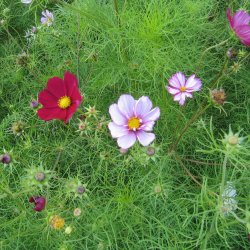 Stolt kavaler <br>'Versailles Carmine Pink'<br> <i>Cosmos bipinnatus</i>