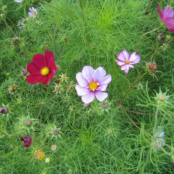Stolt kavaler <br>'Versailles Carmine Pink'<br> <i>Cosmos bipinnatus</i>