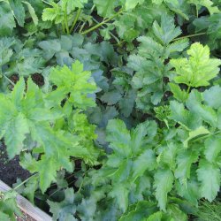 Pastinak <br>'White Gem' <br><i>Pastinaca sativa </i>