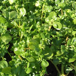 Portulak, Sommer- <br>'Green Purslane' <br><i>Portulaca oleracea</i>