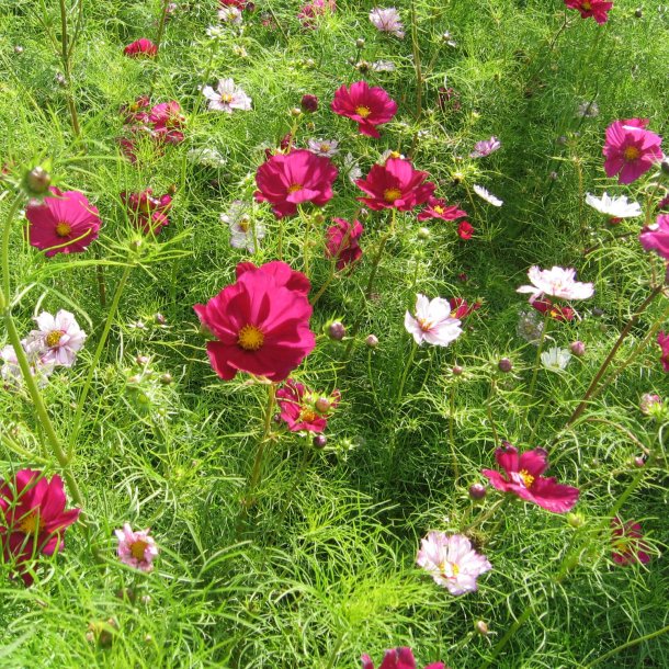 Blomstermix, <br>Romantisk<br><br>