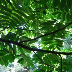 Vingevalnd <br><i>Pterocarya <br>fraxinifolia</i>