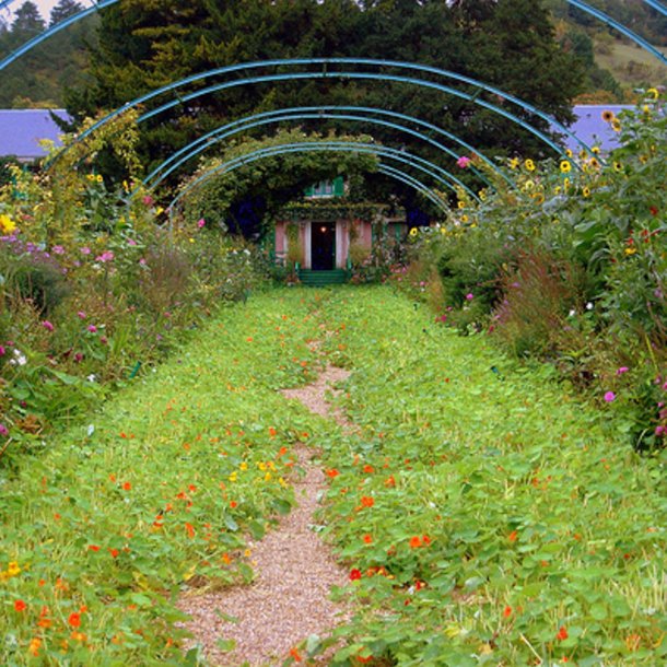 Tallerkensmkker <br>'Mix'<br><i>Tropaeolum majus </i>
