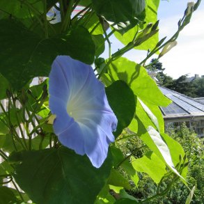 Pragtsnerle <br>'Heavenly Blue'<br><i>Ipomoea tricolor </i>