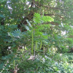 Vingevalnd <br><i>Pterocarya <br>fraxinifolia</i>