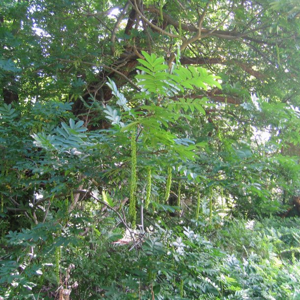 Vingevalnd <br><i>Pterocarya <br>fraxinifolia</i>