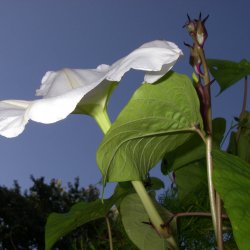 Mneblomst, <br>Bona nox <br><i>Ipomoea alba noctiflora</i>