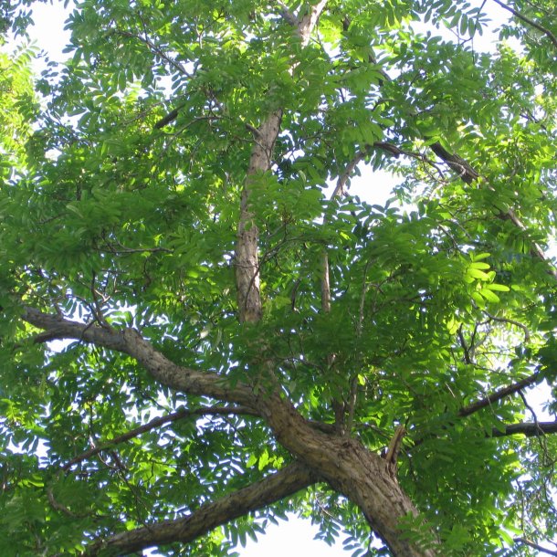 Vingevalnd <br><i>Pterocarya <br>fraxinifolia</i>