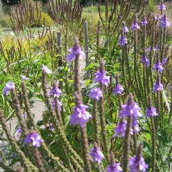 Verbena, <br>Spyd- <br><i>Verbena hastata</i>