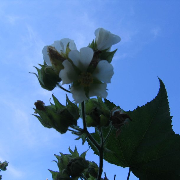 Kitaibelia, <br>Balkanmalva <i>Kitaibelia vitifolia</i>