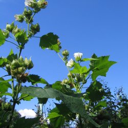 Kitaibelia, <br>Balkanmalva <i>Kitaibelia vitifolia</i>