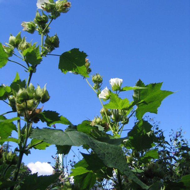 Kitaibelia, <br>Balkanmalva <i>Kitaibelia vitifolia</i>