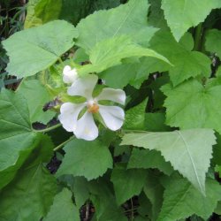 Kitaibelia, <br>Balkanmalva <i>Kitaibelia vitifolia</i>