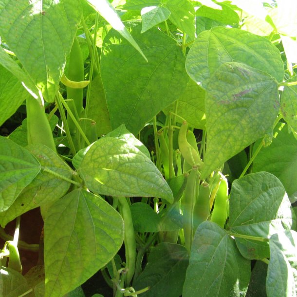 Bnne <br>'Yin yang' <br><i>Phaseolus vulgaris</i>