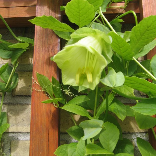 Klokkeranke <br>'Alba' <br><i>Cobaea scandens</i>  