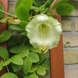 Klokkeranke <br>'Alba' <br><i>Cobaea scandens</i>  