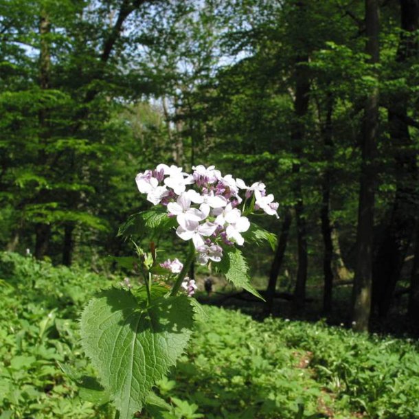 Mneskulpe, <br>Vedvarende <br><i>Lunaria rediviva </i>