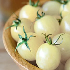 Tomat <br>'Cherry Snow White'<br><i>Lycopersicon esculentum</i>