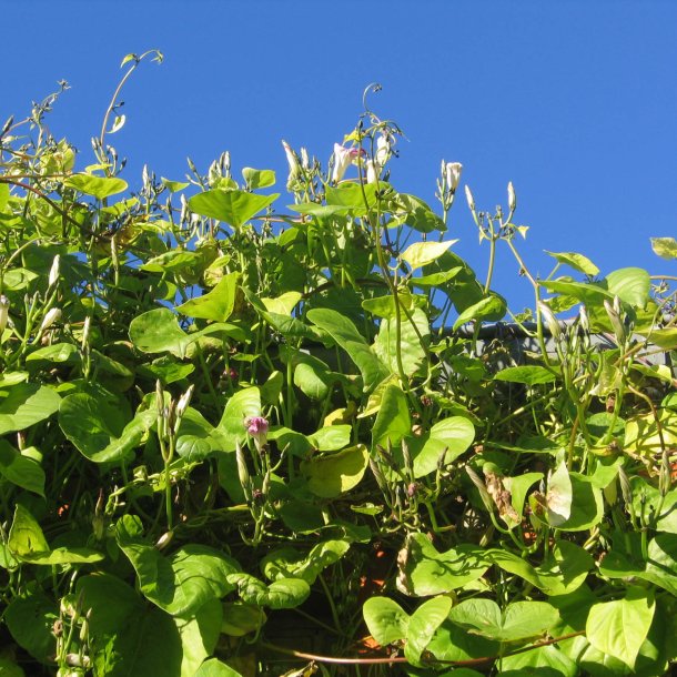Pragtsnerle <br>'Grandpa Ott' <br><i>Ipomoea purpurea </i>