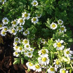 Matrem <br><i>Tanacetum parthenium </i><br><br>