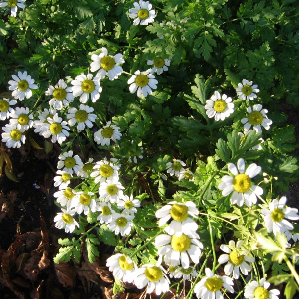 Matrem <br><i>Tanacetum parthenium </i><br><br>