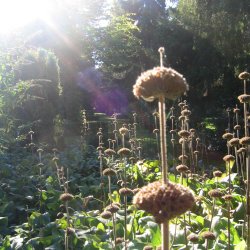 Lvehale, <br>gul <br><i>Phlomis russeliana </i>